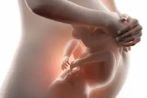 Le foetus se place tête en bas vers le huitième mois de grossesse