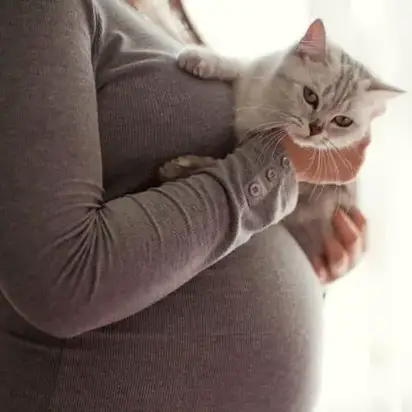 Vrai Ou Faux Les Femmes Enceintes Devraient Eviter Les Chats