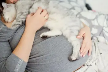 Vrai Ou Faux Les Femmes Enceintes Devraient Eviter Les Chats