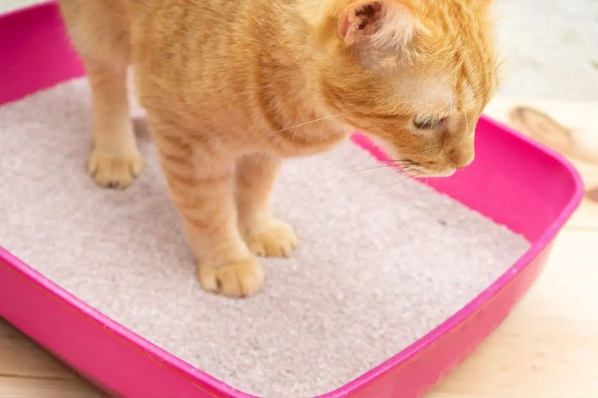 Mon Chat Reste Assis Dans Sa Litière Vrai ou faux : les femmes enceintes devraient éviter les chats