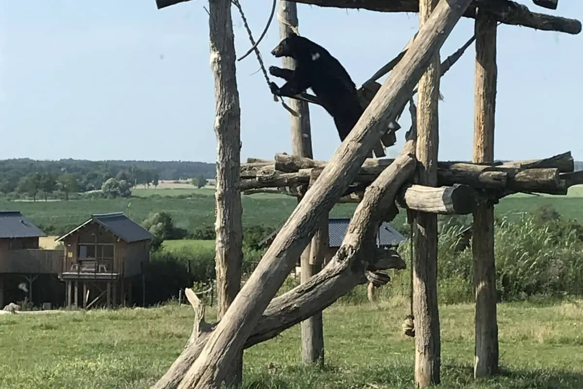 Le Parc animalier de SainteCroix 5 raisons de le visiter en famille Le Parc animalier de SainteCroix 5 raisons de le visiter en famille