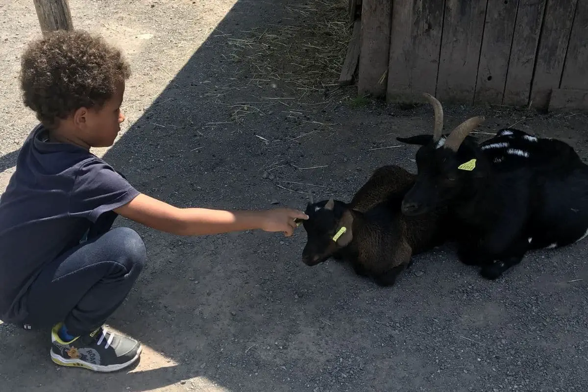 Le Parc animalier de SainteCroix 5 raisons de le visiter en famille Le Parc animalier de SainteCroix 5 raisons de le visiter en famille