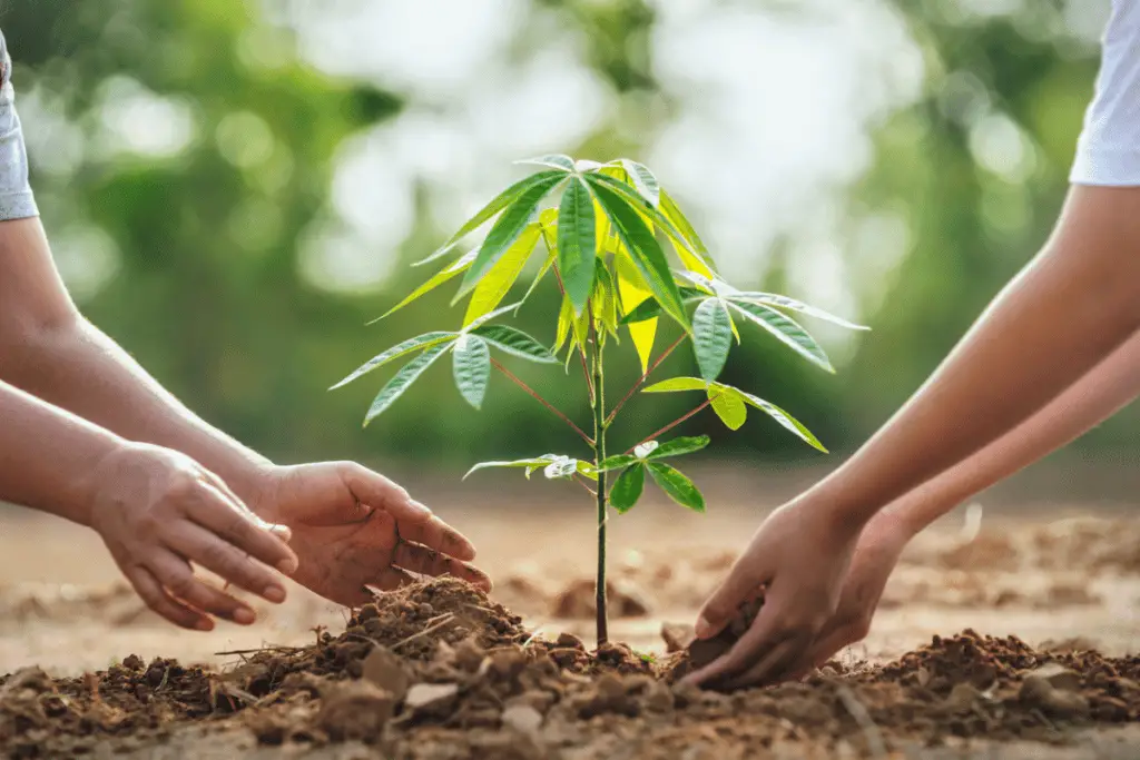 planter un arbre à la naissance